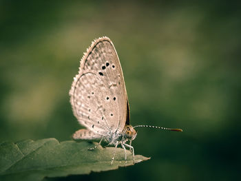 Close-up of butterfly