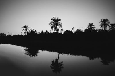 Reflection of trees in calm lake