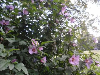 Close-up of pink flowers blooming on tree