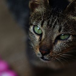 Close-up portrait of cat