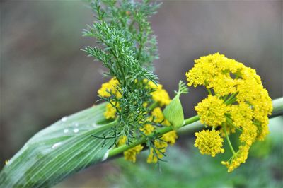 Close-up of yellow flowering plant