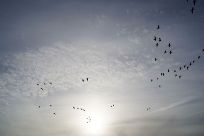 Low angle view of birds flying in sky
