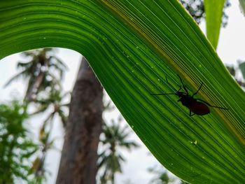 Close-up of insect on leaves