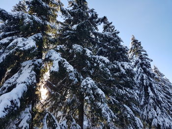 Low angle view of snow covered tree against sky