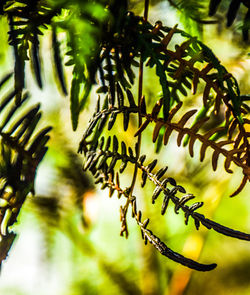 Close-up of leaves on branch