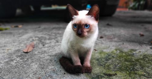 Portrait of cat on floor