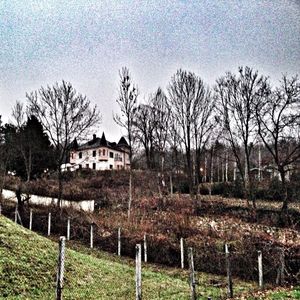 Bare trees on grassy field