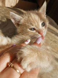 Close-up of hand holding cat