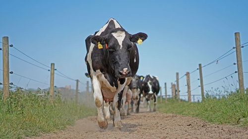 Cows on field against sky