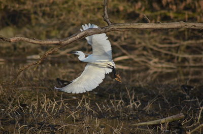 Close-up of bird flying over branch