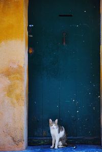 Cat sitting on door