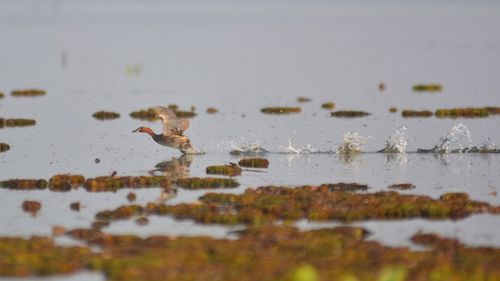 Close-up of birds on the lake