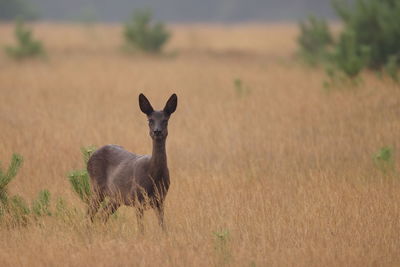 Portrait of black roe deer grassy on field