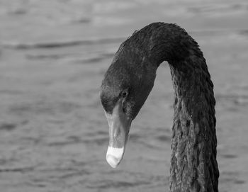 Close-up of swan in lake