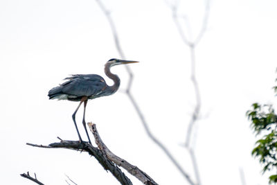 Bird perching on a branch