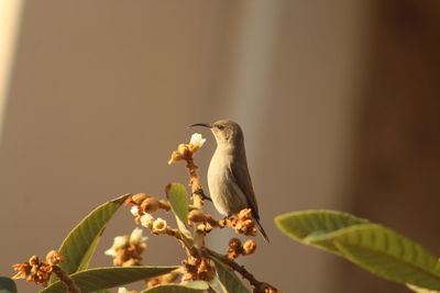 Close-up of bird perching on a tree