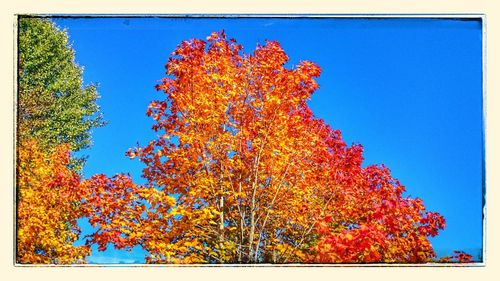 Low angle view of autumn trees against blue sky