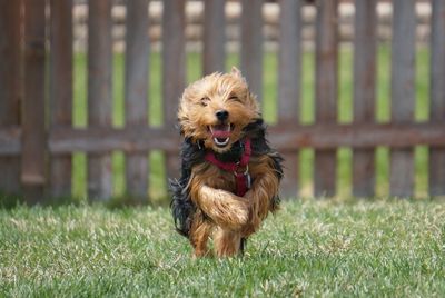 Portrait of yorkshire terrier running on grass against fence