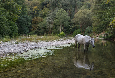 Horse drinking water in lake