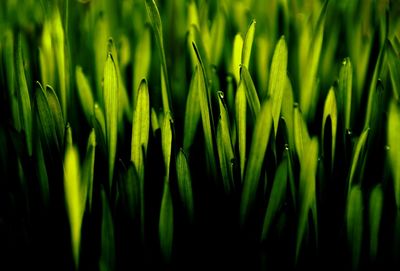 Plants growing on field