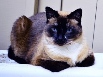 Close-up portrait of cat relaxing at home