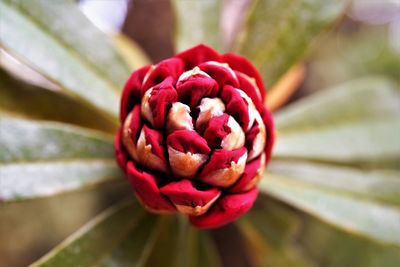 Close-up of red rose