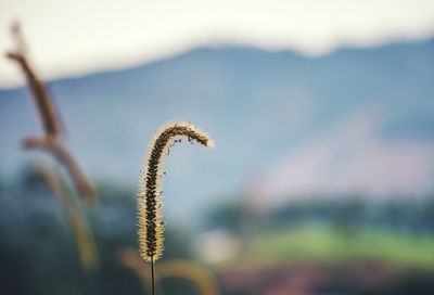 Close-up of plant against blurred background