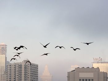 Low angle view of birds flying in city