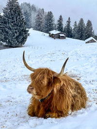 Horse standing on snow covered field