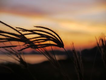 Close-up of silhouette plants against sky during sunset