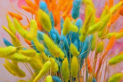 Full frame shot of multi colored flowering plant