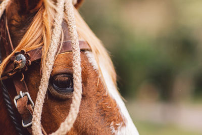 Close-up of a horse