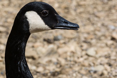 Close-up of bird