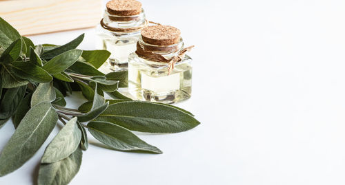 Close-up of plant against white background