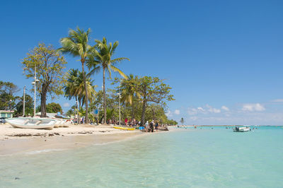 Palm trees on beach