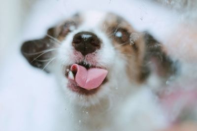 Close-up of dog sticking out tongue