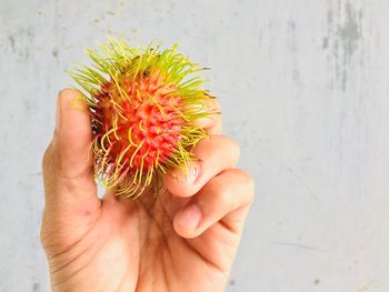 Cropped image of person holding fruit