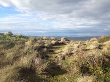 Scenic view of grassy field by sea against cloudy sky