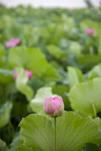 Close-up of pink flower