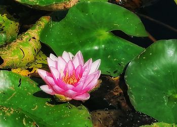 Lotus water lily in lake