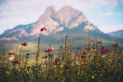 Close-up of flowering plants against sky