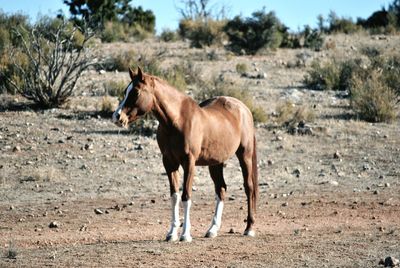 Horse standing on field