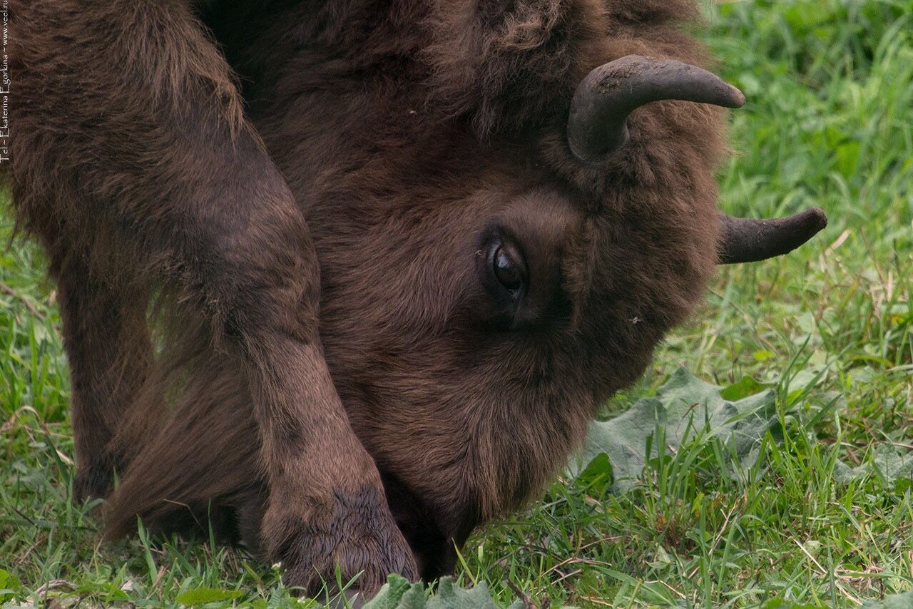 one animal, animal themes, mammal, animal body part, grass, animal head, nature, animals in the wild, animal, no people, outdoors, animal wildlife, domestic animals, close-up, safari animals, day, african elephant