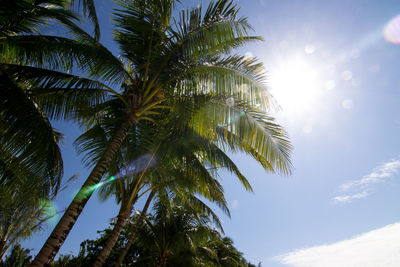 Low angle view of coconut palm trees against sky