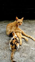 Mother cat breastfeeding