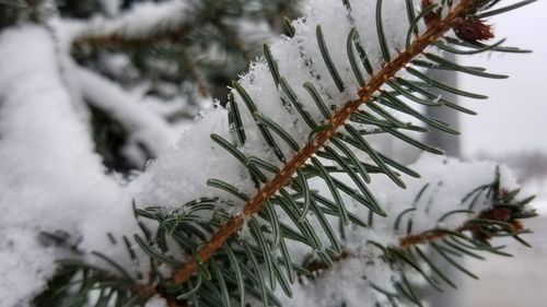 Close-up of snow covered pine tree