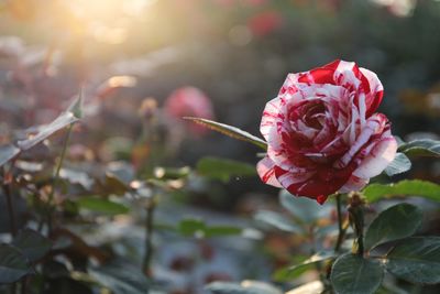 Close-up of red rose blooming outdoors