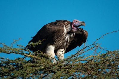 Low angle view of bird perching on branch against blue sky