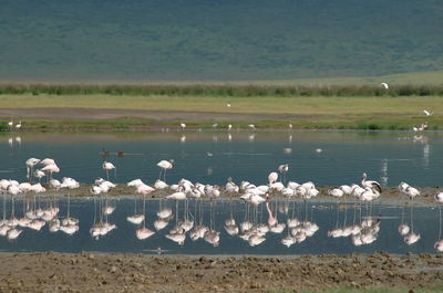 Swans flying over lake