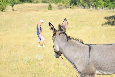 Donkey on grassy field with man in background